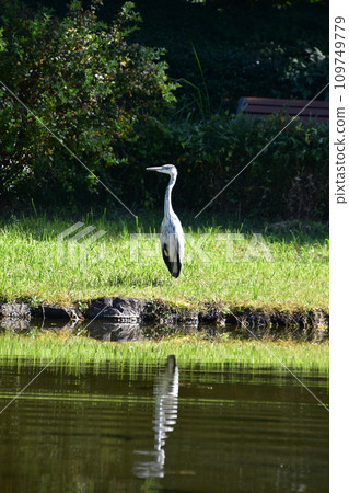 蒼鷺瞄準獵物 109749779