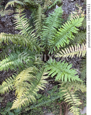 Iwahego Oshidae bird's eye view from directly above 109749811