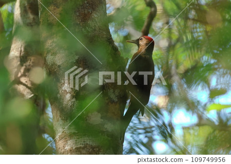 Creatures: Wild birds: Noguchi woodpecker, a species endemic to Yanbaru. According to the Ministry of the Environment's website, the current population is "unknown." 109749956