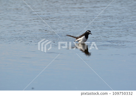 Black-backed wagtail (Arakawa, right bank/Fukaya City, Saitama Prefecture) 109750332