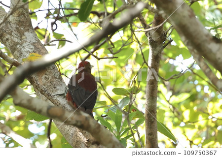 生物: 野生鳥類:雄性啄木鳥有紅色的頭。與其他啄木鳥相似 生物: 野生鳥類:雄性啄木鳥有紅色的頭。與其他啄木鳥相似 109750367