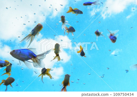 金魚在天空中游動 金魚在天空中游動 109750434