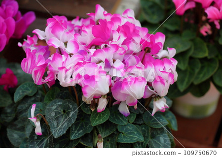 漂亮的仙客來花 109750670