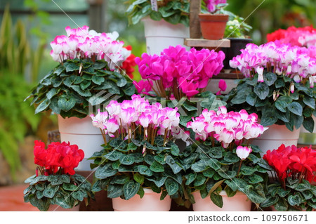pretty cyclamen flower 109750671