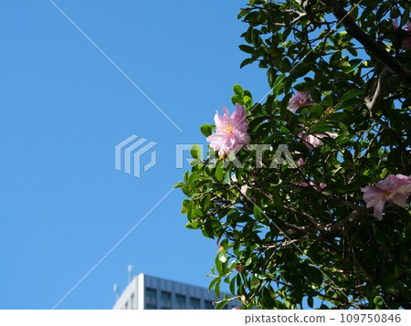 blooming sasanqua flowers blooming sasanqua flowers 109750846