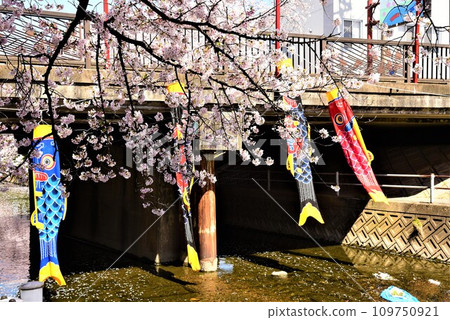 Cherry blossoms in full bloom and carp streamers 109750921
