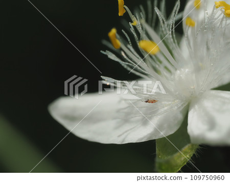 白色花朵上的小昆蟲 白色花朵上的小昆蟲 109750960