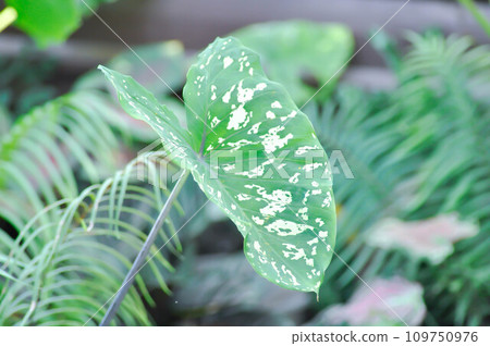 Colocasia Esculenta Hilo Beauty,Colocasia or Esculenta Hilo or Colocasia bicolor 109750976