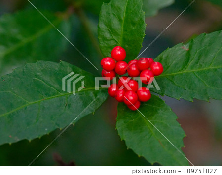 結著美麗的紅色果實的“千兩花千兩” 109751027