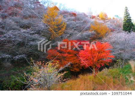 豐田市大原的四季櫻花和彩葉 109751044