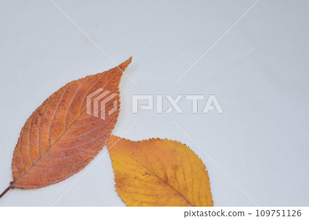 Two fallen leaves at the bottom left of the screen on a white background Two fallen leaves at the bottom left of the screen on a white background 109751126