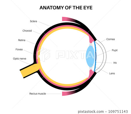 Fovea Eye Diagram Fovea Eye Hi Res Stock Photography And Images
