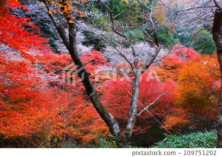 豐田市大原的四季櫻花和彩葉 109751202