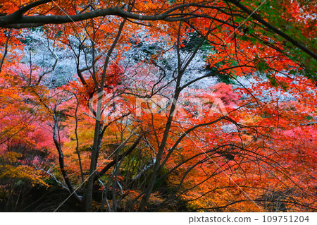 豐田市大原的四季櫻花和彩葉 109751204