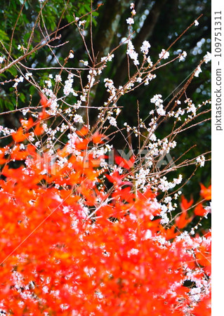 Four seasons of cherry blossoms and colored leaves in Ohara, Toyota City Four seasons of cherry blossoms and colored leaves in Ohara, Toyota City 109751311