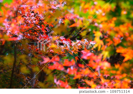 豐田市大原的四季櫻花和彩葉 豐田市大原的四季櫻花和彩葉 109751314
