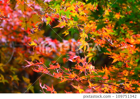 豐田市大原的四季櫻花和彩葉 109751342