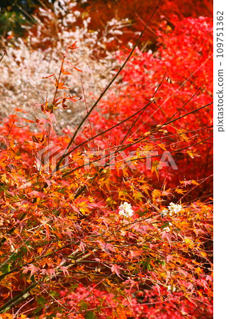 Four seasons of cherry blossoms and colored leaves in Ohara, Toyota City Four seasons of cherry blossoms and colored leaves in Ohara, Toyota City 109751362