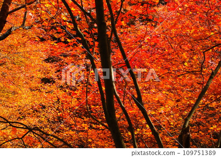 豐田市大原的四季櫻花和彩葉 109751389