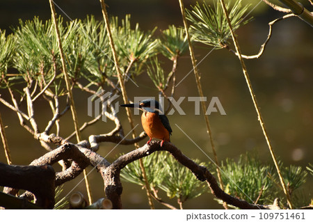 飛進日本花園的翠鳥 飛進日本花園的翠鳥 109751461