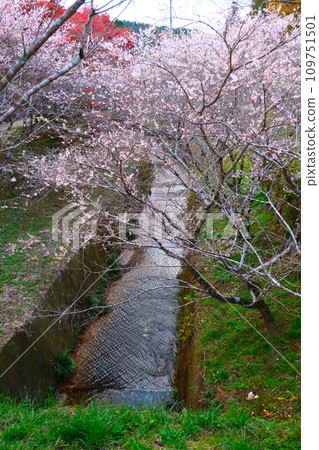 豐田市大原的四季櫻花和彩葉 豐田市大原的四季櫻花和彩葉 109751501