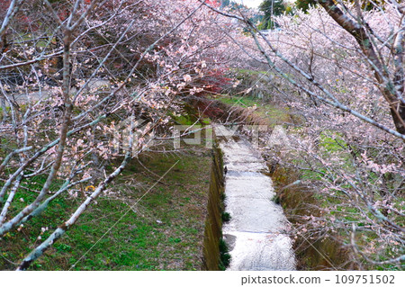 豐田市大原的四季櫻花和彩葉 豐田市大原的四季櫻花和彩葉 109751502