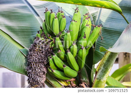 green banana with tree 109751525