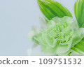 Healing flowers: close-up of green carnations 109751532