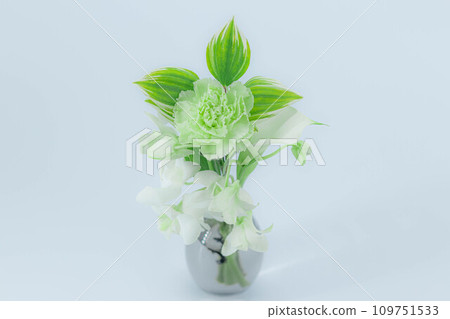 治愈花：綠色康乃馨特寫 109751533