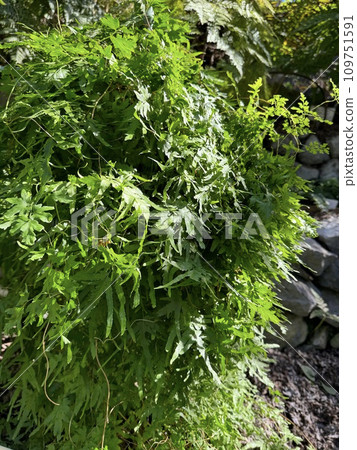 日本攀緣蕨 109751591