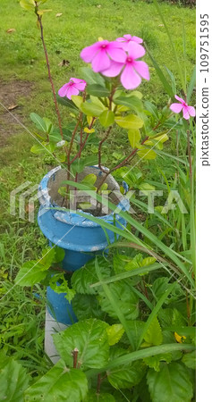 pink flower in the garden 109751595