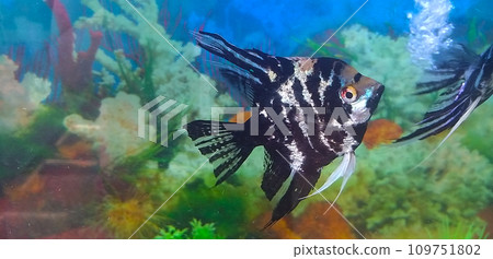 Aquarium with fish 109751802
