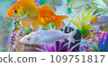 colorful fishes in aquarium 109751817