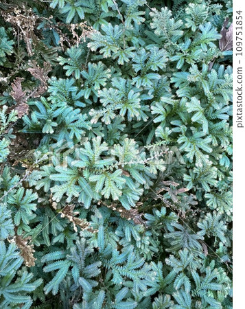 Conteliclamago 苔蘚 卷柏科 Conteliclamago 苔蘚 卷柏科 109751854