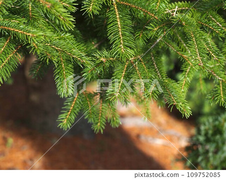 樅樹的圖像 109752085