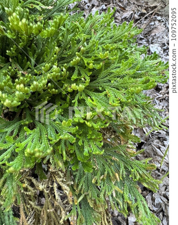 卷柏 岩松 卷柏 109752095