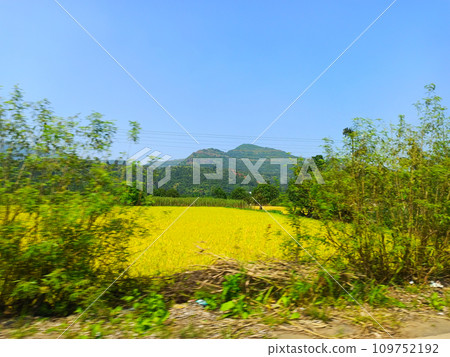 field of rapeseed 109752192
