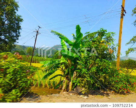 tree in a vineyard 109752214