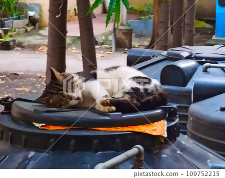 cat sleeping in the sun 109752215