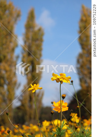 布魯姆山和薰衣草波斯菊 109752229