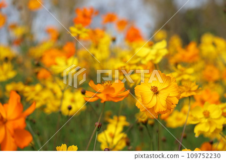 Lavender cosmos on Blume Hill 109752230