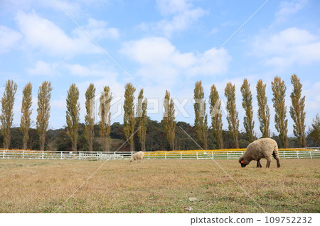 Blume Hill Farm and Sheep 109752232