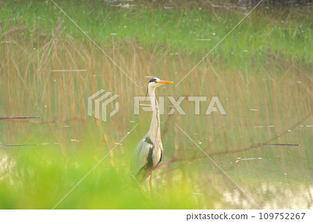 A heron in the bud 109752267