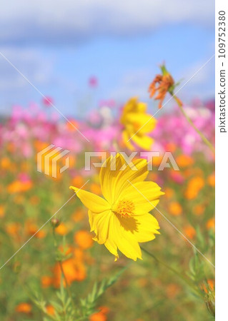 Kibana Cosmos and Cosmos Field 109752380