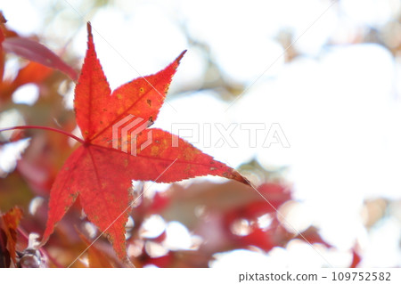 紅葉染成紅色 109752582