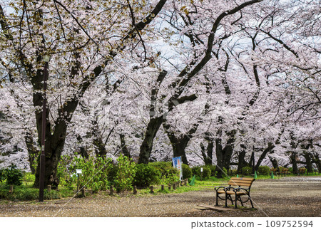 Inokashira Park, Tokyo, Inokashira Pond, cherry blossoms in full bloom Inokashira Park, Tokyo, Inokashira Pond, cherry blossoms in full bloom 109752594