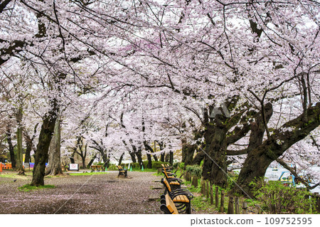 Inokashira Park, Tokyo, Inokashira Pond, cherry blossoms in full bloom Inokashira Park, Tokyo, Inokashira Pond, cherry blossoms in full bloom 109752595