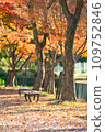 Autumn leaves season 109752846