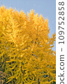 Ginkgo tree 109752858