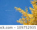 Ginkgo biloba and blue sky 109752935